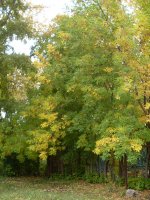 �������� ����� ����������, �����������