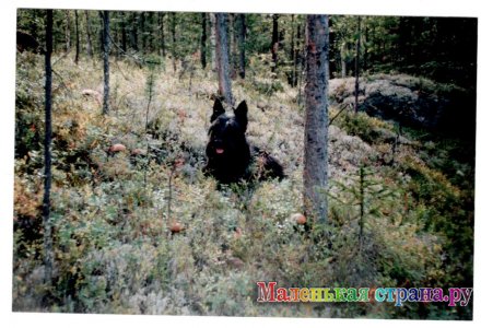 �������� ��������, 14 ���