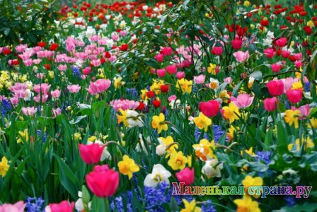 ��������� ����� ������������,   �����������