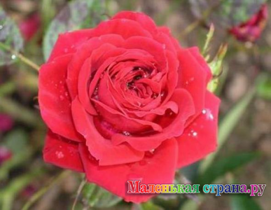 �������� ��������, 13 ���