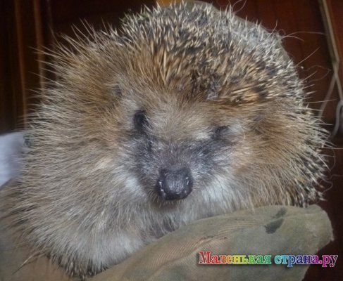 ����� �������������� ��������  ������� ����. ��������