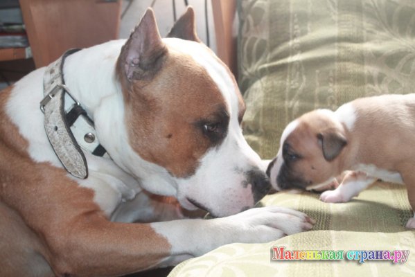 ����� III �������������� ������������  ��������� ��������