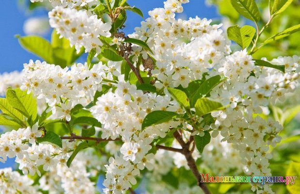 ������ 2017 �.